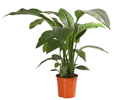 Produktbild von Dehner Air So Pure Einblatt Sensation, großes Blattwerk, ca. 140-150 cm, Ø Topf 24 cm, Zimmerpflanze