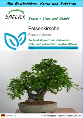 Produktbild von SAFLAX Geschenk Set - Felsenkirsche - Prunus mahaleb - 30 Samen - Mit Geschenkbox, Versandaufkleber, Geschenkkarte und Anzuchtsubstrat