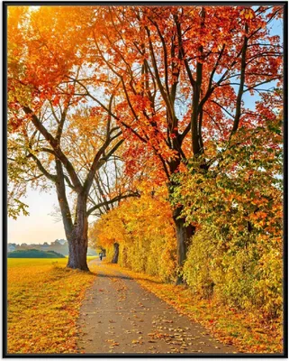 Produktbild von Wallario Wandbild Herbstlicher Waldweg mit buntem Laub, Größe: 40,30 x 50,30 cm, Poster mit schwarzem Aluminiumrahmen