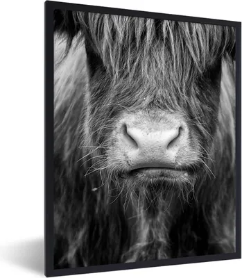 Produktbild von MuchoWow® Gerahmtes Poster Schottischer Highlander - Haare - Tiere 60x80 cm - Poster mit Schwarzem Bilderrahmen Wandposter Rahmen Foto Bilder - Premium - Wanddeko Wohnzimmer