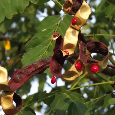 Produktbild von Perlenbaum (Adenanthera pavonina) - 10 Samen