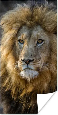 Produktbild von MuchoWow® Poster Löwe - Porträt - Wild 20x40 cm - Plakat - Foto