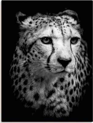 Produktbild von ARTland Leinwandbild Der Gepard Größe: 30x40 cm