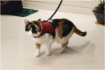 Produktbild von Beeztees Comfort - Katzengeschirr