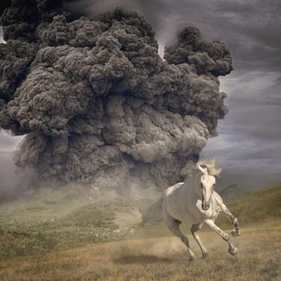 Immagine prodotto di L'anno del cavallo nero