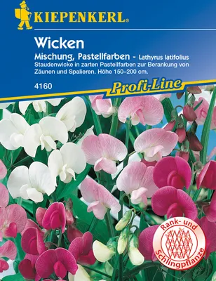 Artikelbild 1 von 'Staudenwicke Mischung' aus der Kategorie Blumensamenmischung