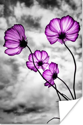 Produktbild von MuchoWow® Poster Blumen - Schwarz - Weiß - Lila 20x30 cm - Papierdruck