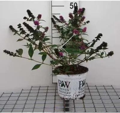 Zdjęcie produktu dla Buddleja dav. 'Blue Chip'® - Krzew motylkowy Pojemnik 30-40 cm