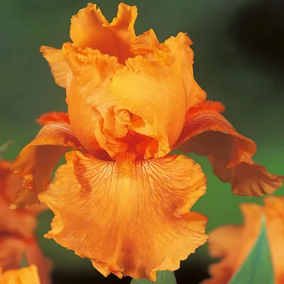 Produktbild von Iris Rhizom Staude Blüten Iris Germanica Deutsche Schwertlilie orange 1 St.