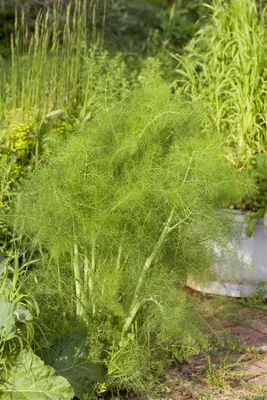 Produktbild von Foeniculum vulgare, Fenchel, aromatisch, ca. 9x9 cm Topf