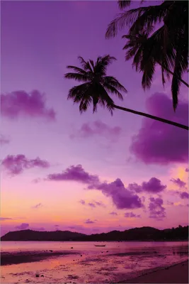 Produktbild von Wallario selbstklebendes Poster - Sonnenuntergang unter Palmen  Himmel in lila und orange, Größe: 61 x 91,50 cm