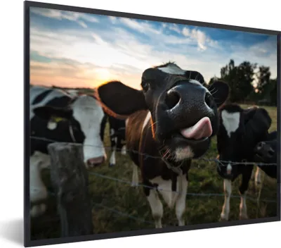 Produktbild von MuchoWow® Gerahmtes Poster Kuh - Tiere - Natur - Ausgezeichnete Zunge 40x30 cm - Poster mit Schwarzem Bilderrahmen Wandposter Rahmen Foto Bilder - Kunstposter - Wanddekorationen