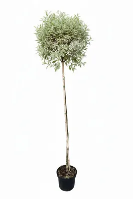 Produktbild von Liguster Stamm - weißgerandeten Blatt - 170-180 cm - Winterhartes immergrünes Stämmchen - Stammhöhe 120 cm - Kugelstamm für Garten & Kübel