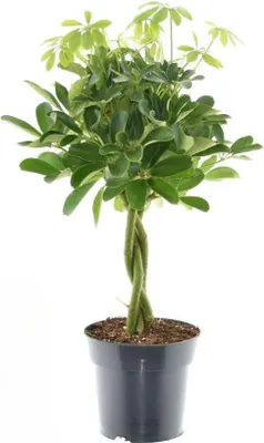 Immagine prodotto di Schefflera Compacta 'Nora', pianta da appartamento, Ø17cm, 60cm, Schefflera