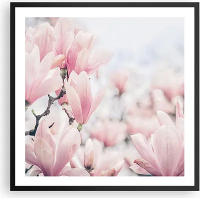 Produktbild von Gerahmtes Poster - Schwarzer Rahmen - Magnolie Blumen Rosa - 60x60 cm - Wand Bild - Wanddeko - Wandbilder - Kunstposter - Wandposter - Bilderrahmen - Bilder - Kunstdruck - P2BAC60x60-4396