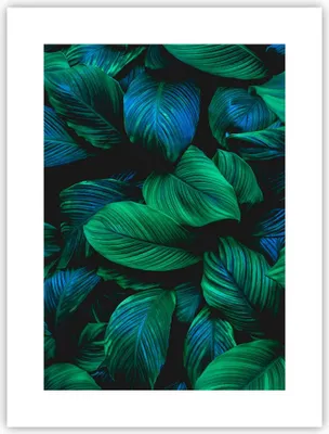 Produktbild von Poster - Poster ohne Rahmen - Blätter Pflanzen Exotik - 30x40 cm - Wand Bild - Wanddeko - Wandbilder - Kunstposter - Wandposter - Bilder - Kunstdruck - Wanddekoration - Wandbild - P2XPA30x40-5066