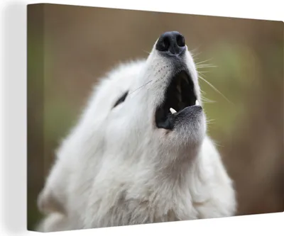 Produktbild von OneMillionCanvasses® - Leinwandbilder - 140x90 cm, Wolf - Weiß - Tier, Wandbilder Kunstdruck Wanddekoration