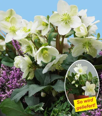 Produktbild von BALDUR Garten 1x Weiße Christrose, Pflanze im 12 cm-Topf, blühend im Topf, Helleborus, winterhart, mehrjährig, Winterblüher, blüht wochenlang, immergrün, für Standort im Schatten geeignet