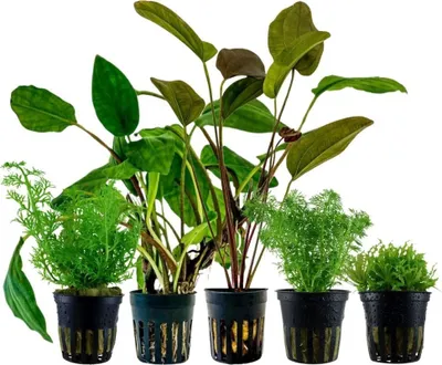 Produktbild von Pflanzen Set mit 5 Einsteiger Topf Aquarium Wasserpflanzen AquaOne Nr.222