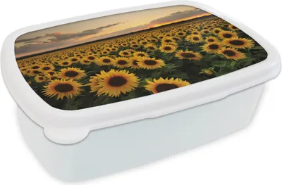 Produktbild von KitchenYeah® Lunchbox Brotzeit Brotdose 17x11 cm Sonnenblumen bei Sonnenuntergang Kinder Brotzeitdose - Lunch Box - Kinder - Sandwich-Box - Schulbox - Lunch Boxen