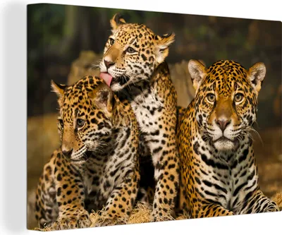 Produktbild von MuchoWow® - Leinwandbilder - Leopard - Wilde Tiere - Natur, Wandbild, Wanddeko Bilder Wohnzimmer, 90x60cm