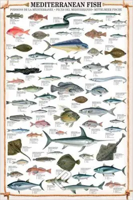 Image de Educational Mediterranean Fish - Méditerranée Poissons éducatifs Impression d'affiches éducatives