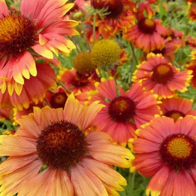 Image de 6 x Gaillarde  - Gaillardia 'Tokayer'  | Pot 9 cm x 9 cm