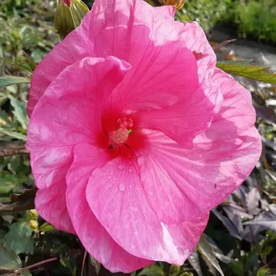 Immagine prodotto di XXL Hibiscus moscheutos Kui NukuGiant Hibiscus Perenne