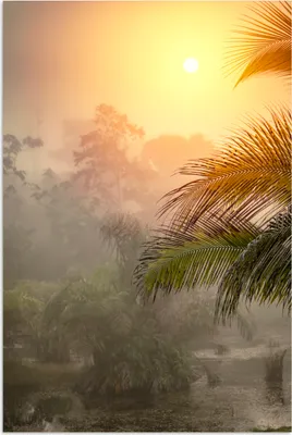 Produktbild von MuchoWow® Poster Landschaft mit Nebel und Palmen 120x180 cm - Kunstposter