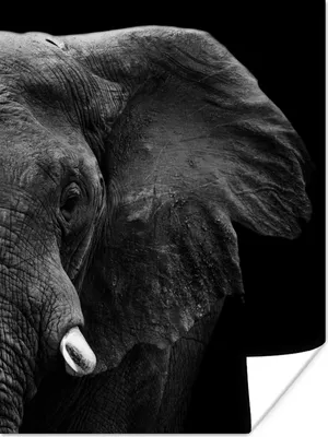 Produktbild von MuchoWow® Poster Tiere - Elefant - Wild - Schwarz - Weiß 120x160 cm - Wandbilder