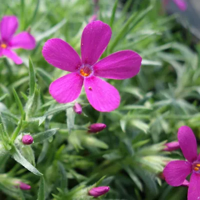 Produktbild von 6 x Teppich Flammenblume  - Phlox douglasii 'Crackerjack'  | Topf 9cm x 9cm