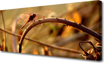 Imagen del producto de Cuadro decorativo para pared, lienzo, 125x50 cm, impresión artística, libélula, naturaleza
