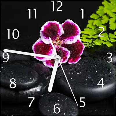 Produktbild von Wallario Design Wanduhr Geranienblüte auf schwarzen Steinen, benetzt mit Wassertropfen aus Echtglas, Größe 20 x 20 cm
