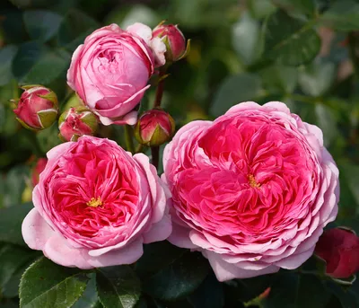 Produktbild von Dehner Rose Nostalgie®-Edelrose Modern Art®, Züchter Tantau, rosa-pinke Blüten, gefüllt und duftend, 15-30 cm, 6 l Topf