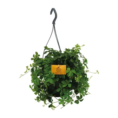 Produktbild von Parthenocissus Striatha Hang - Ø15Cm - ↕15Cm