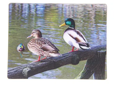 3D-Magnet Entenpaar, 9 x 7 cm, mehrfarbig