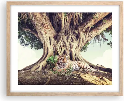 Produktbild von Gerahmtes Poster - Rahmen in heller Eiche - Tiger Wild Baum - 50x40 cm - Wand Bild - Wanddeko - Wandbilder - Kunstposter - Wandposter - Bilderrahmen - Bilder - Kunstdruck - P2NAA50x40-5124