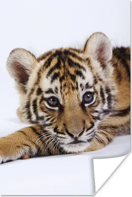 Produktbild von MuchoWow® Poster Tiger - Jungtier - Wildtier 60x90 cm - Wanddekoration