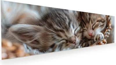 Produktbild von Glasbild 120x40cm in XXL für Wohnzimmer, Schlafzimmer Motiv Schlafende Kätzchen