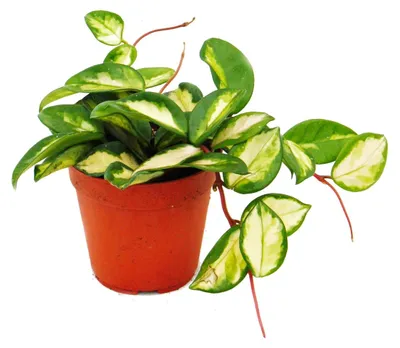 Obrázek produktu pro Závěsná pokojová rostlina – Hoya carnosa tricolor – porcelánová květina – vosková květina, 12 cm