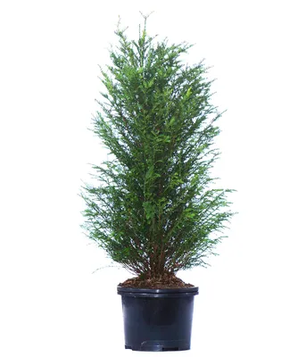 Produktbild von Dehner Europäische Eibe, Taxus baccata, für 5 Meter Hecke, 100-125 cm, 10 x 20 l Topf, Heckenpflanze