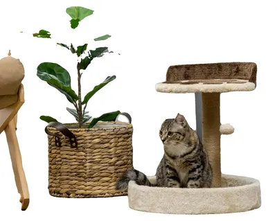 Image de Arbre à chat, avec deux plateformes, en sisal résistant, taille M, couleur bordeaux