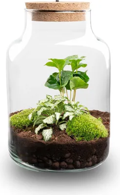 Produktbild von Flaschengarten - Little Milky + Lampe - Ökosystem mit Pflanzen im Glas - ↑ 25 cm