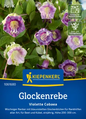 Artikelbild 2 von 'Glockenreben Violette Cobaea' aus der Kategorie Blumensamen