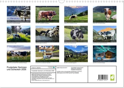 Produktbild von Pustertaler Sprinzen und Schecken 2026 (Wandkalender 2026 DIN A3 quer), CALVENDO Monatskalender
