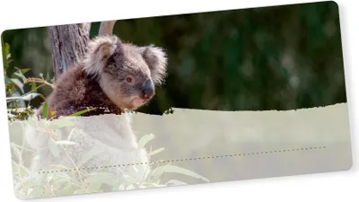 Produktbild von itenga 40x Buchetiketten Koala 9x4,5cm Namensetiketten Heftetiketten Schuletiketten