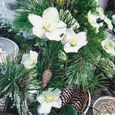 Produktbild von 20 Servietten Winter Rose - Winterrose und Zweige 33x33cm