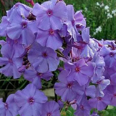 Obrázok produktu pre 6 ks kvetu phloxu paniculata 'Amethyst' | Kvetináč 9 cm x 9 cm