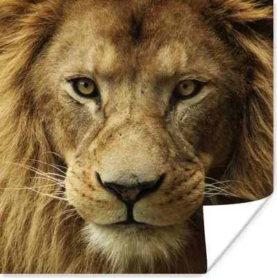 Produktbild von MuchoWow® Poster Porträt - Afrika - Löwe 50x50 cm - Wohnzimmerdekoration