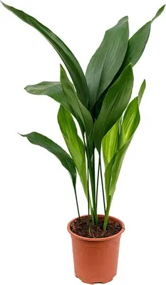 Obrázek produktu pro Gardners Aspidistra Elatior, průměr 17 cm